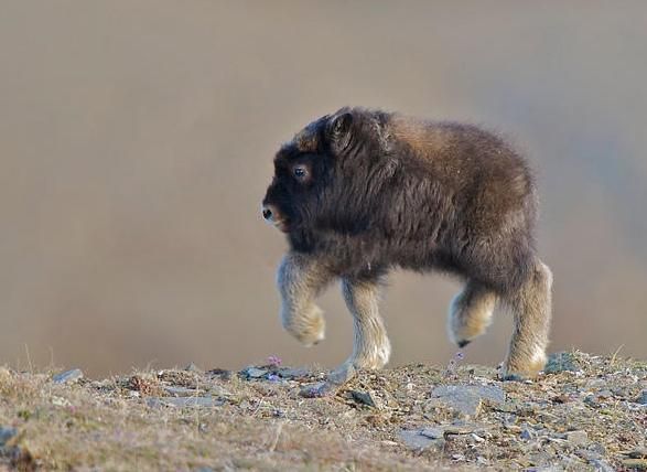 Animals Without necks 
