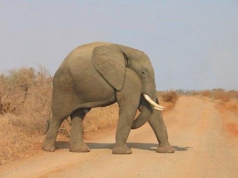 animals without necks