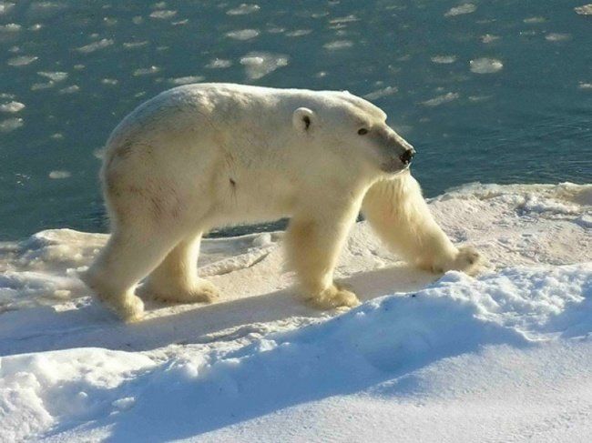 animals without necks