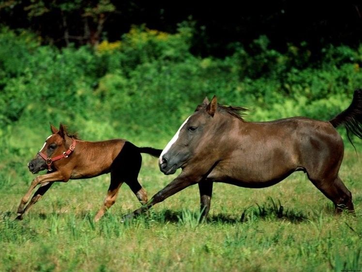 animals without necks