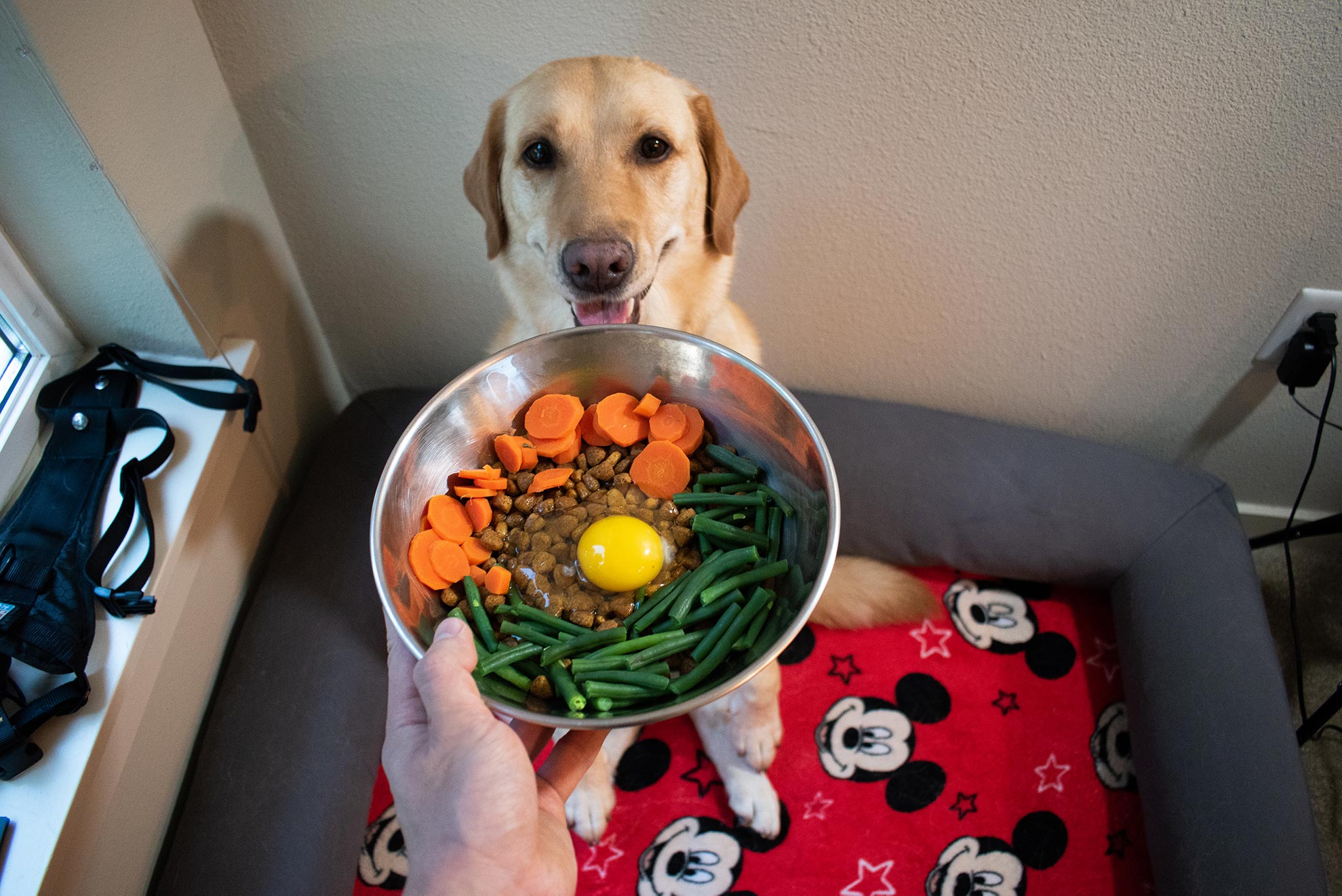 Can Dogs Eat Eggs