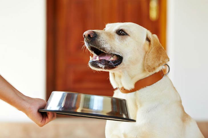 Can Dogs Eat Eggs