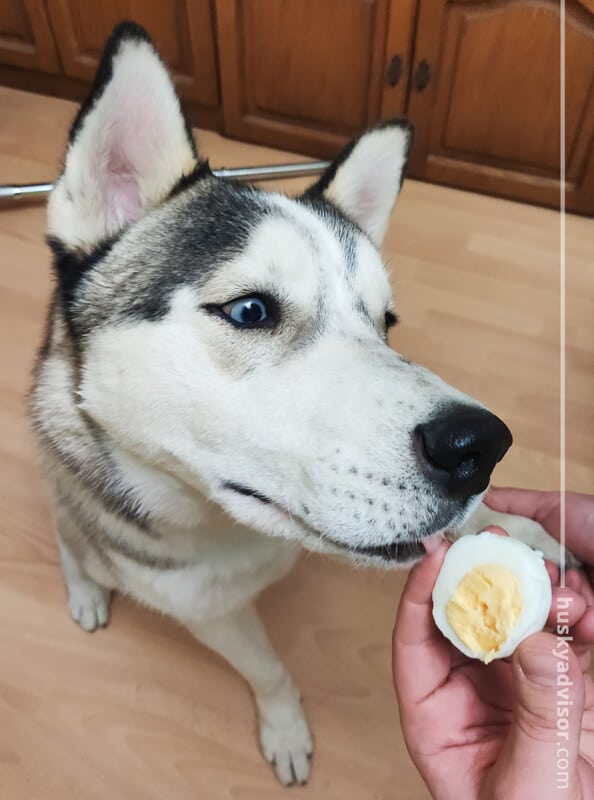 Can dogs eat eggs