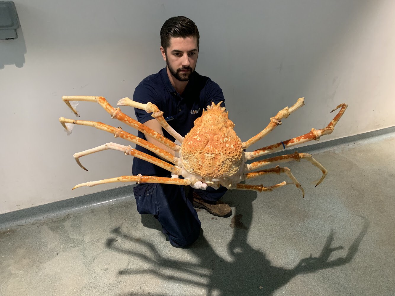 Here's 8 Reasons Why The Japanese Spider Crab Eating Food Is An