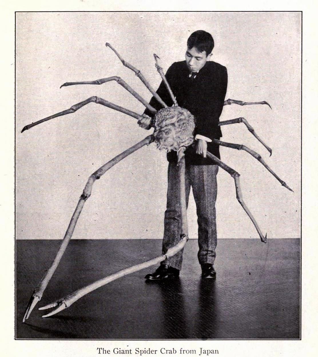 краб паук гигантский фото реальные