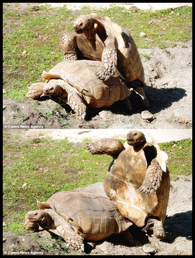 짝짓기 도중 뒤집힌 수컷 거북이, 암컷 반응이 : 네이버 블로그