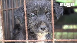 유기동물 보호소 - 나무위키