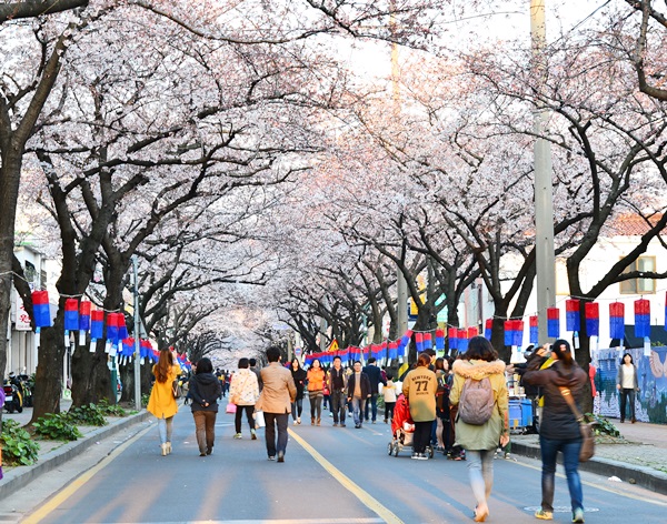제주왕벚꽃축제 4월1일 개막 - 제주환경일보