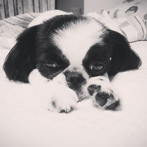 뉴스] 효민, 무지개다리 건넌 반려견에 침통…티아라 멤버들 위로 - 점 뉴스.