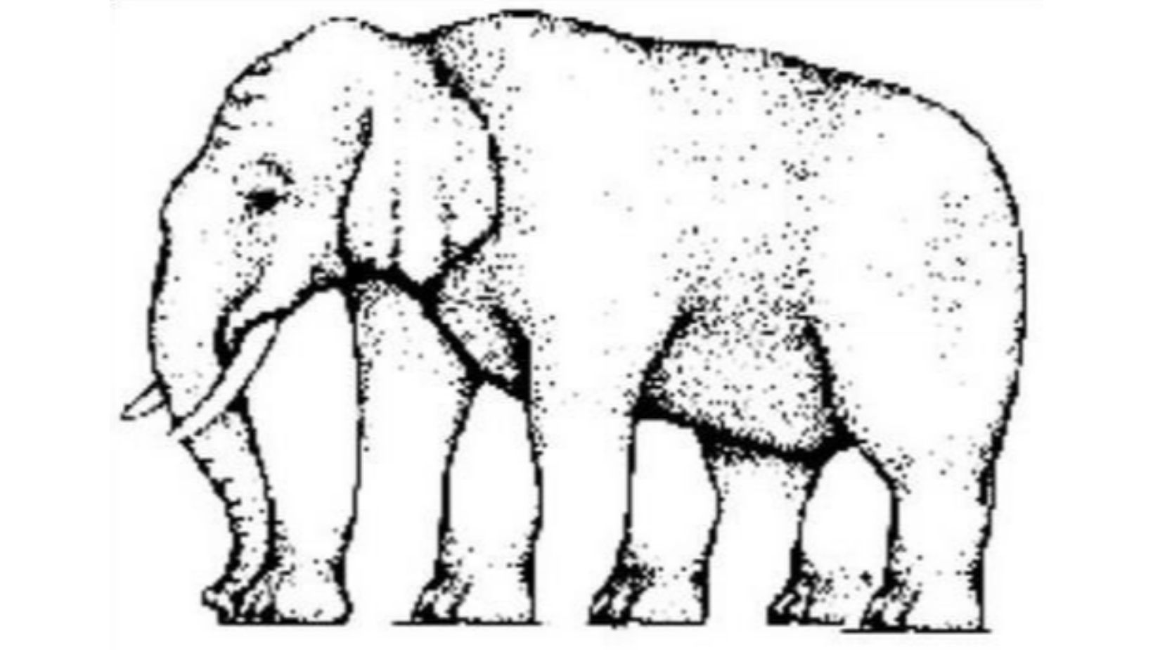 elephant optical illusion