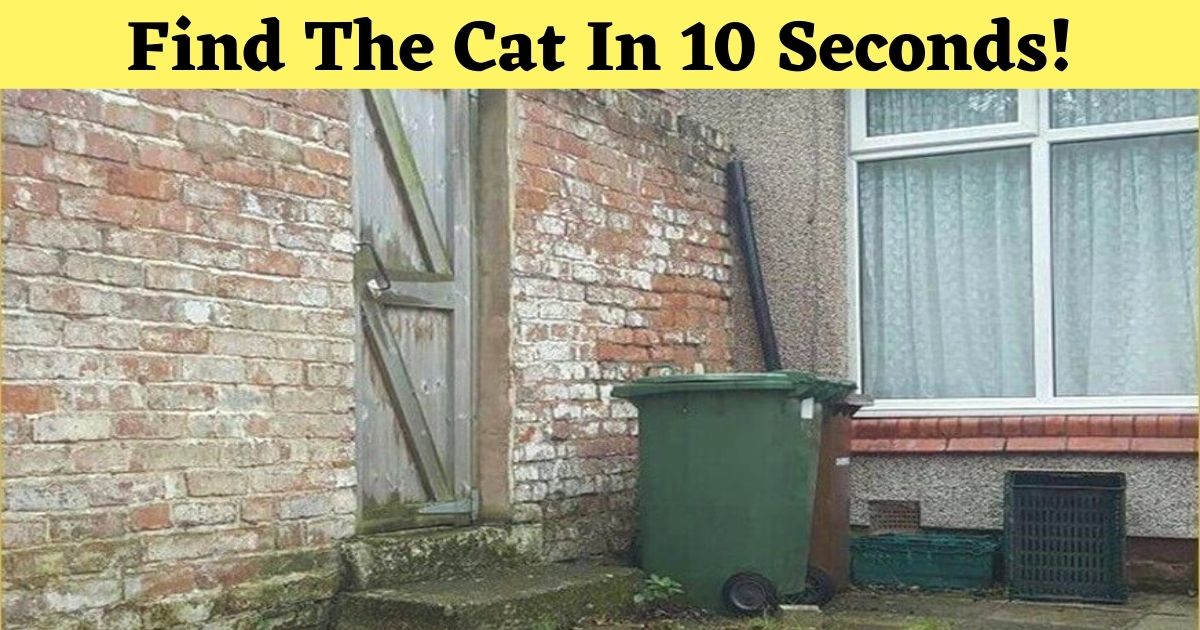 find the cat in 10 seconds.jpg - Only 5% Of People Could Spot The Hidden Cat In This Picture! Do You See It?