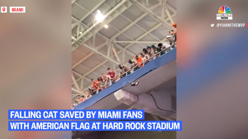 Watch-Miami-Fans-Using-American-Flag-To-Catch-Falling-Cat-at-Hard-Rock-Stadium-0-4-screenshot