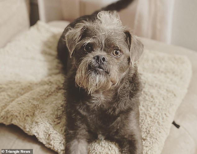 Amber and Jordan West rescued Dr Handsome (pictured) from a shelter near their hometown of Ocean Springs, Mississippi