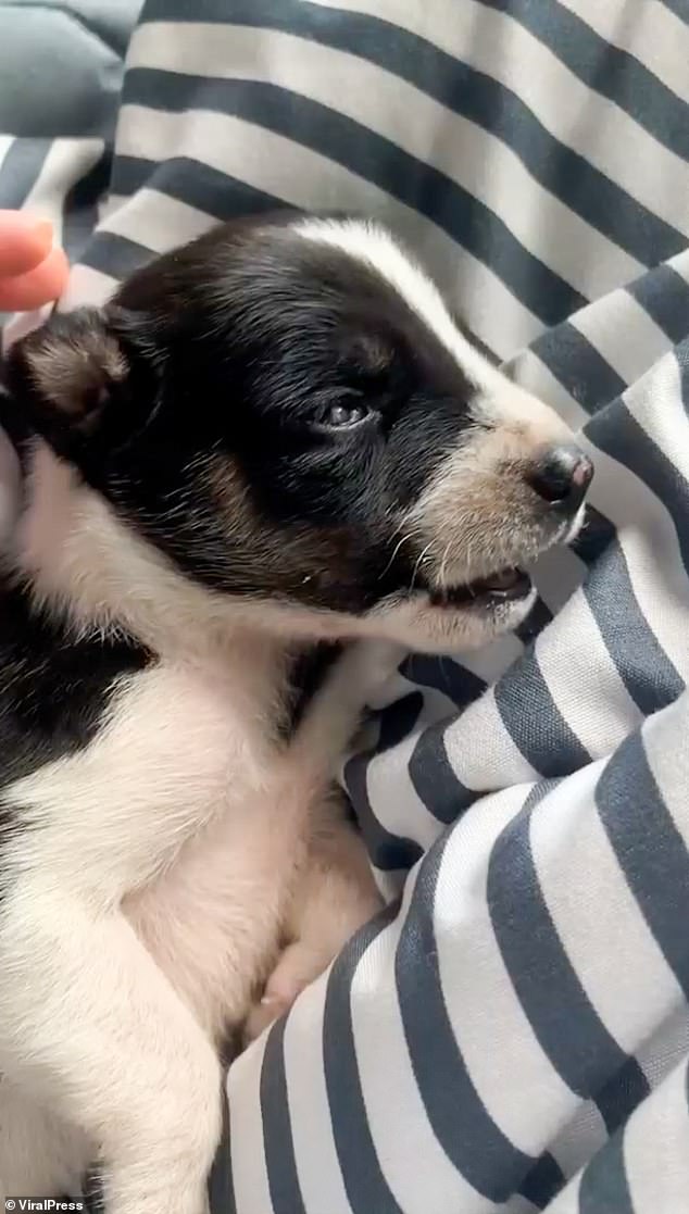 One of the residents who rescued the puppy took it home to check for injuries before adopting it