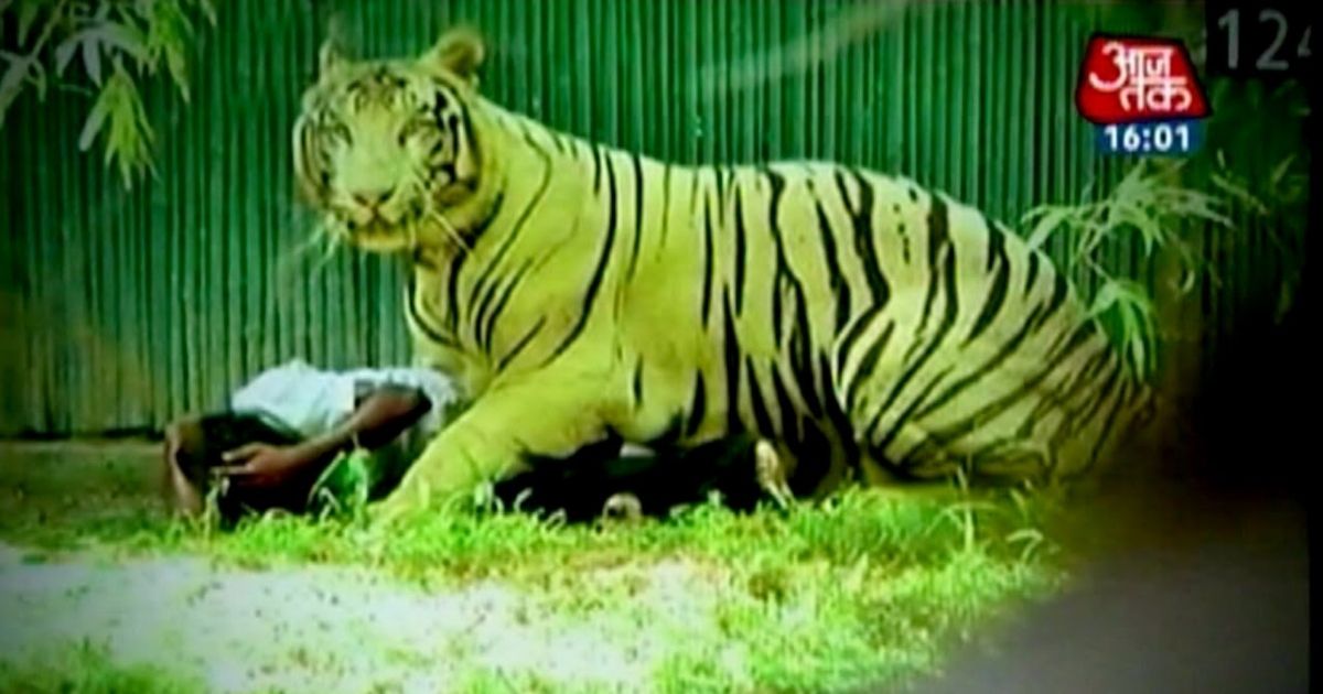 Hair-Raising Footage Of A Man Who Fell Into Zoo Enclosure And Was ...