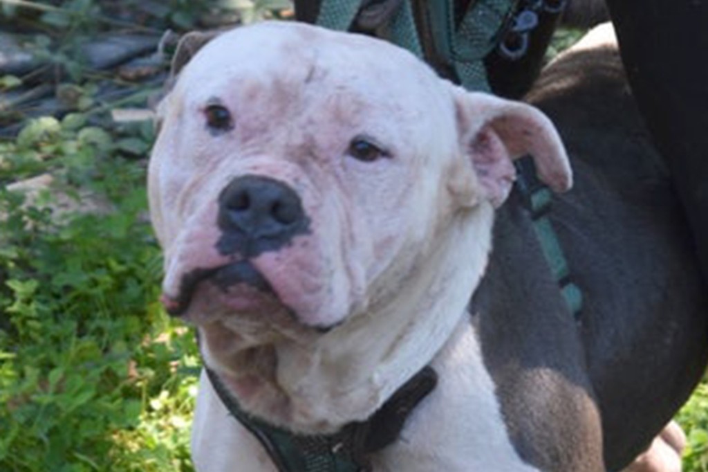 Photos of two dogs seized by Coweta County animal control