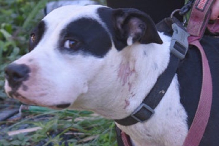 The dogs have been given to animal control for the time being.