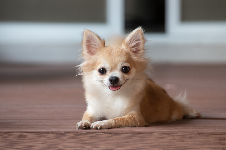 Where Do Chihuahuas Come From? - The Dog Blog