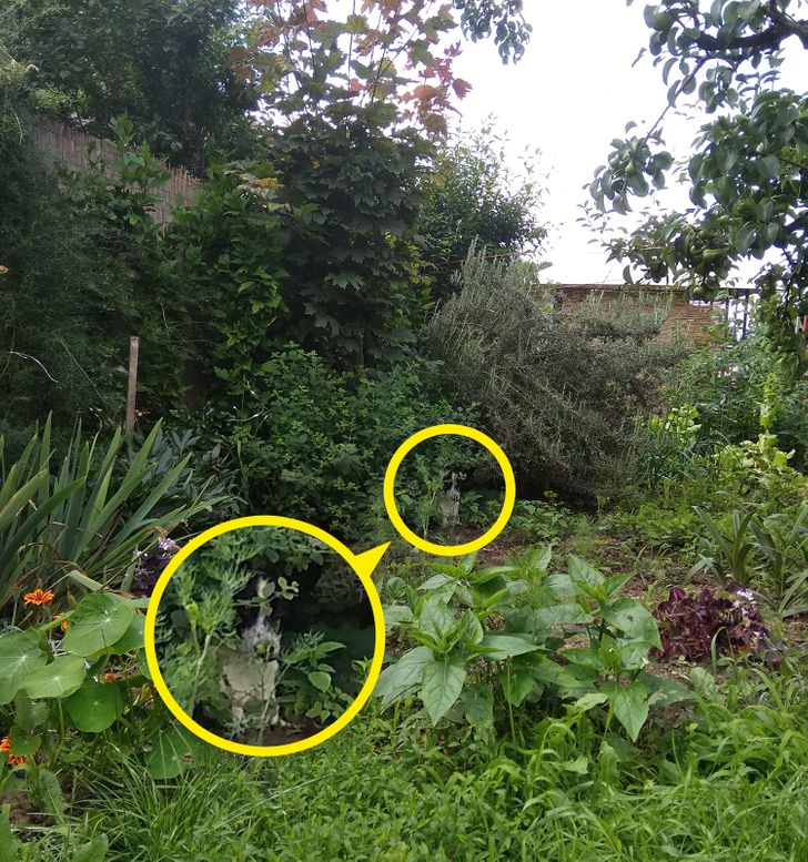 solution to dog hiding in garden