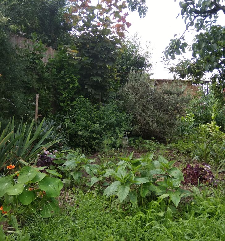garden with hidden dog