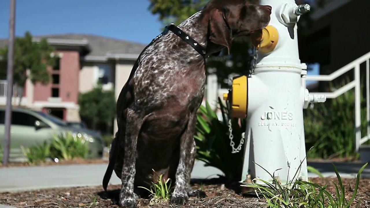Neighbor Dog Pooping on Lawn
