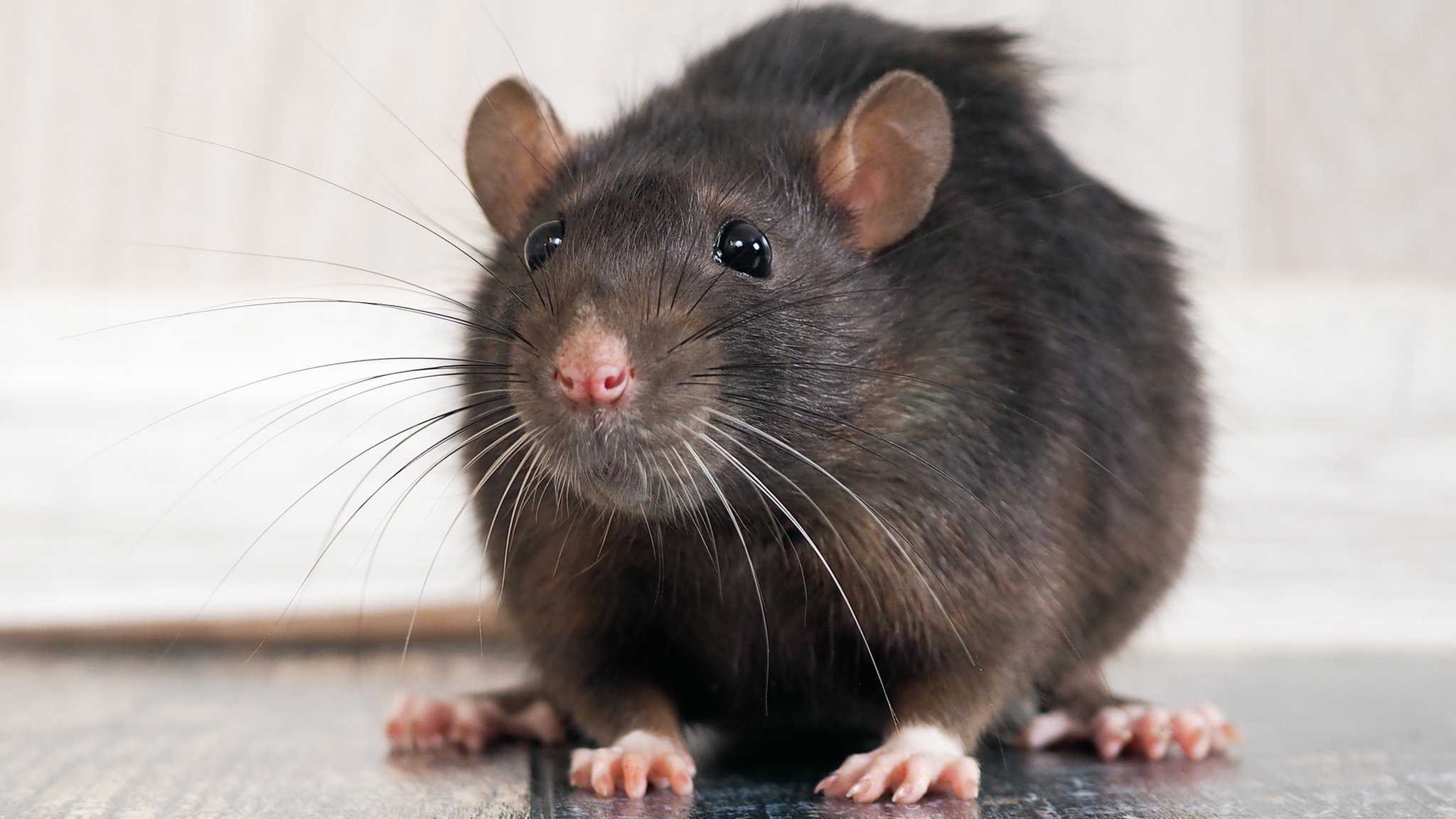 Some Nasty Rats Forced A Heavily Pregnant Woman To Live In A Hotel ...