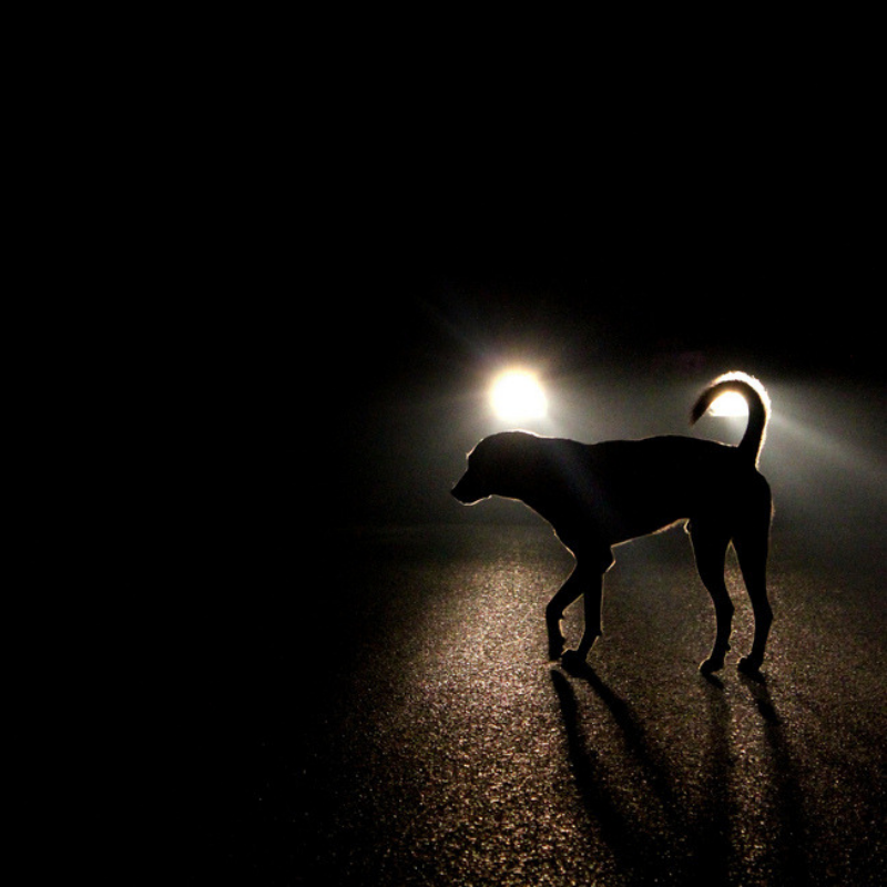 Road Safety: How To Avoid Hitting Animals On The Road! - BCIC