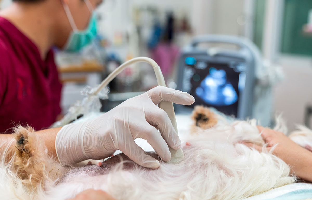 Diagnostics | Vet in Fairfax | Town &amp; Country Animal Hospital