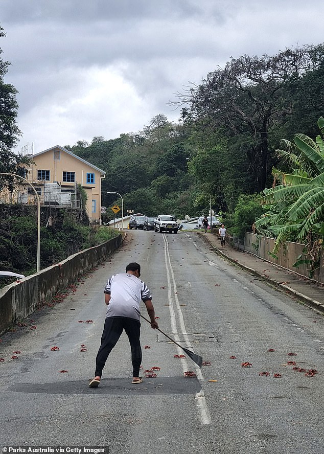 Christmas Island locals were seen using rakes to sweep away the crabs to make clear paths for cars