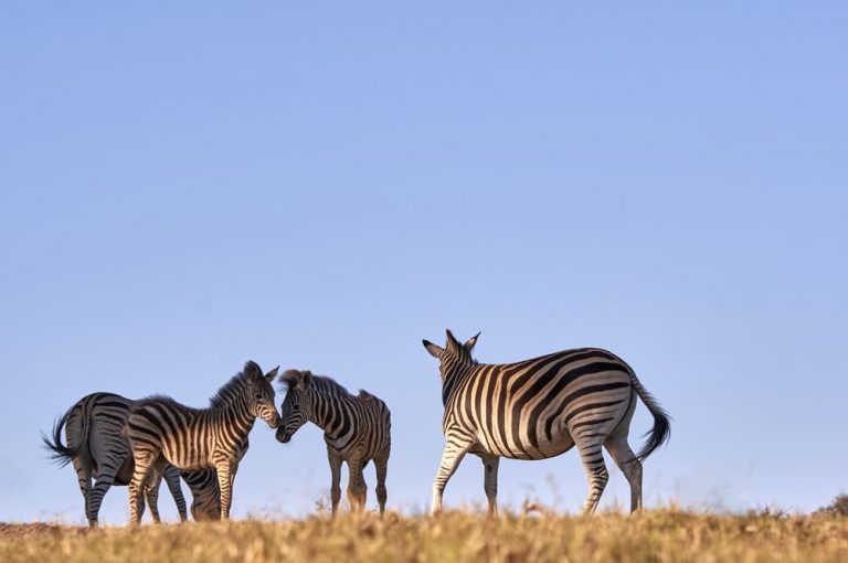 four zebras standing on grass photo – Free South africa Image on Unsplash