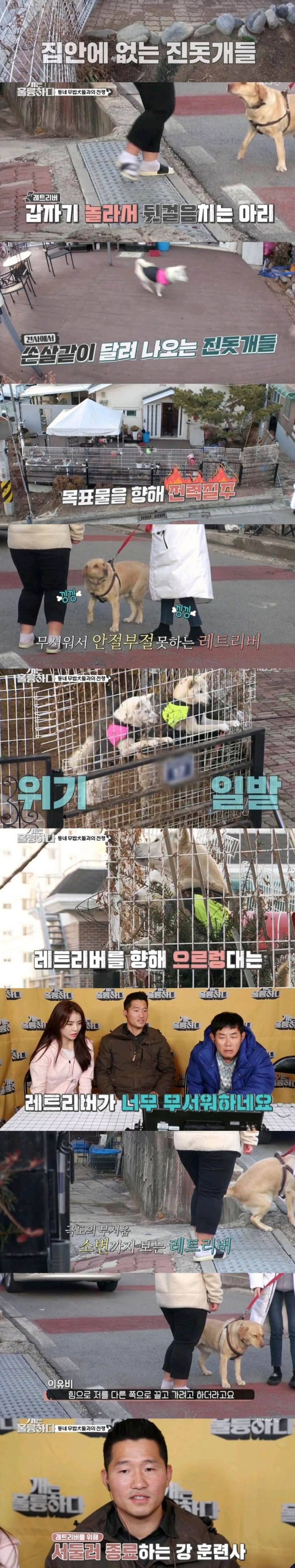 Screenshot_20211211-181011.jpg (스압) 깡패수준 3마리 개들을 참교육하는 강형욱 ㄷㄷㄷ