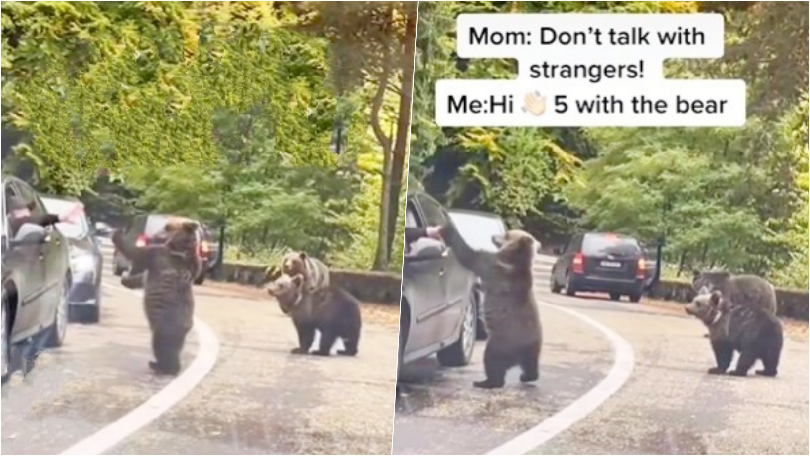 6 facebook cover 14.jpg - Baby Bear Was Caught Giving HIGH-FIVE To A Driver Stuck In Traffic
