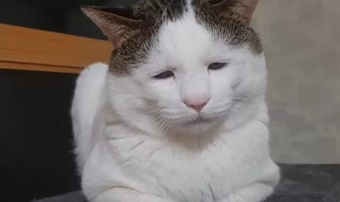 억울하게 생긴 고양이 '억울이', 자기랑 정반대로 생긴 '우울이' 낳았다 (영상) - 인사이트