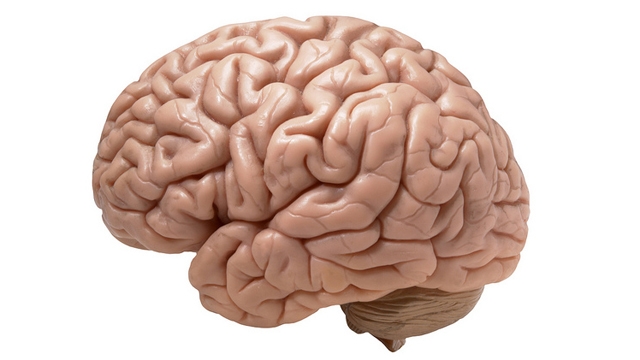 뇌, 그 속을 들여다보다