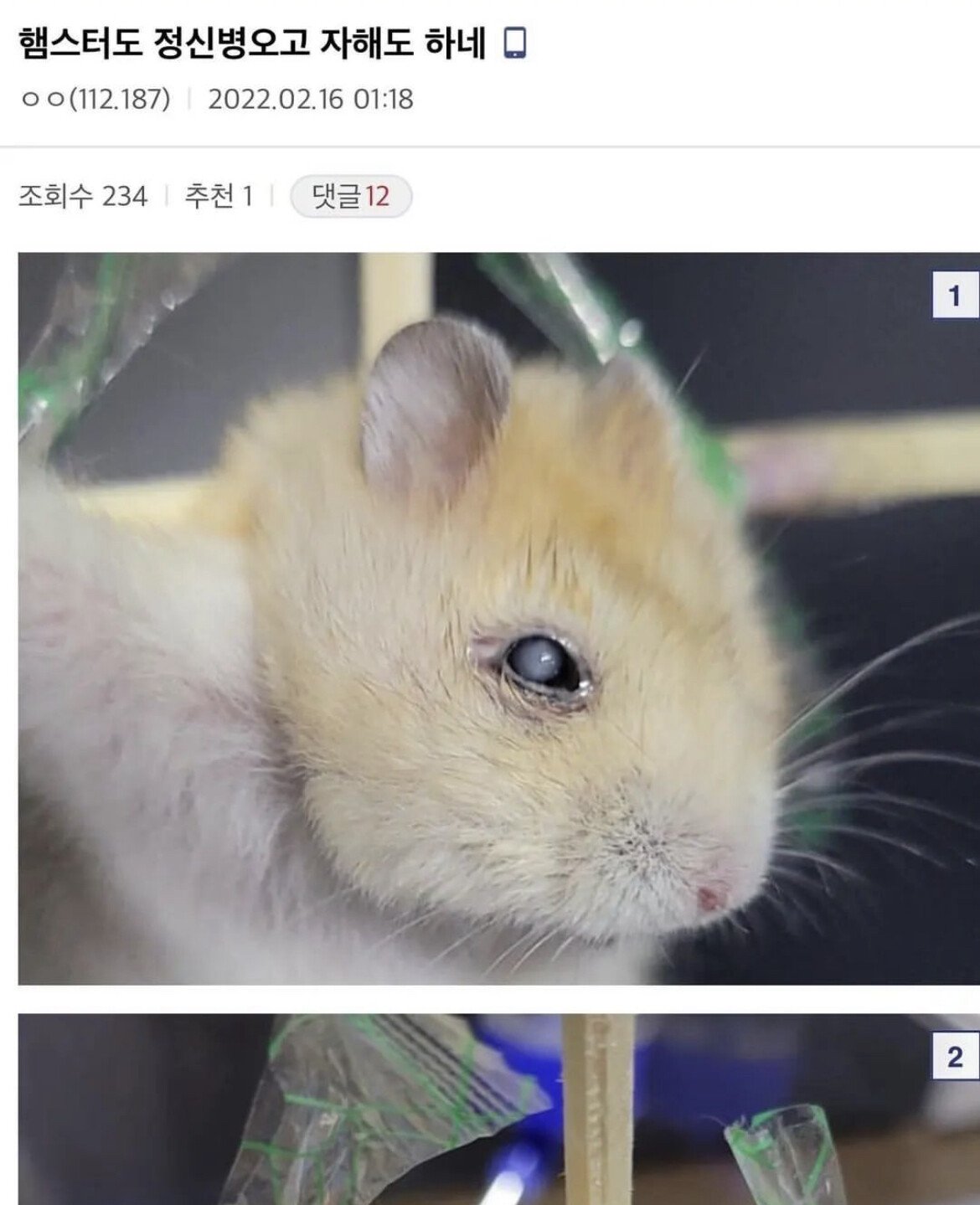 1461294B-7D14-4D88-8634-A4C13063AEF0.jpeg 약혐) 자신이 키우는 햄스터를 고문하고 3시간 동안 방치한 디씨인.jpg