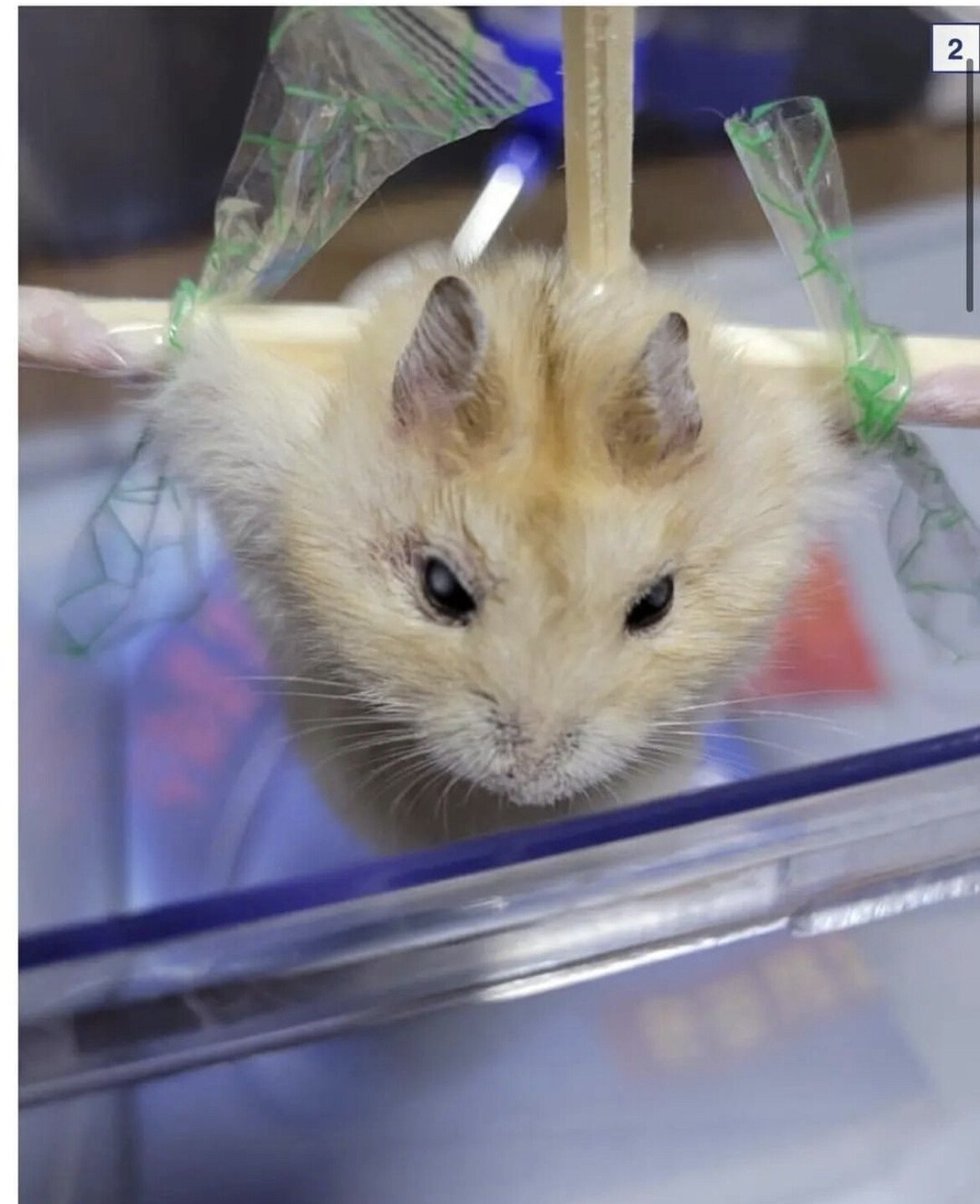 21C29F5A-1B4A-44BE-9900-5DA6D4F825BC.jpeg 약혐) 자신이 키우는 햄스터를 고문하고 3시간 동안 방치한 디씨인.jpg