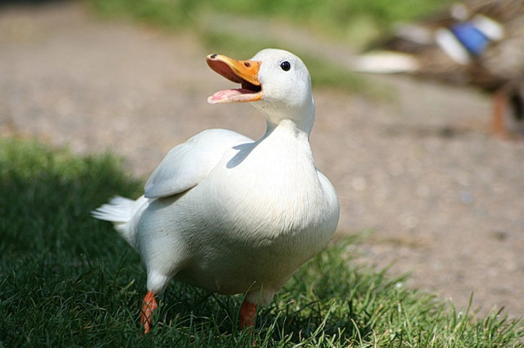 오리 효능 6가지 및 부작용 알아보세요