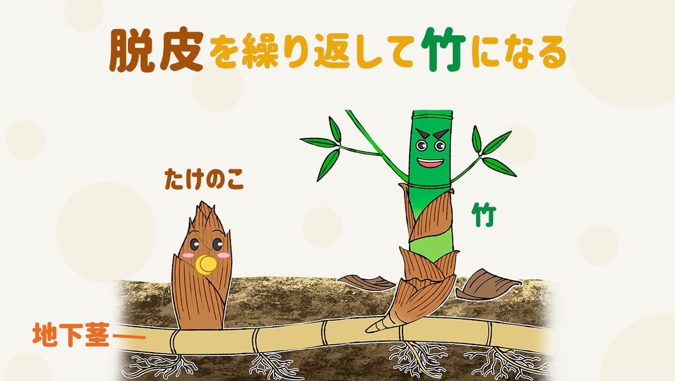 たけのこの旬や、おいしいたけのこの見分け方など、豆知識まとめ|カゴメ株式会社