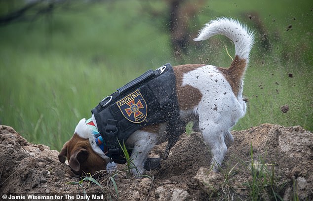 Abandoned Russian War Dog Switches Sides & Is Now Saving Ukrainian ...