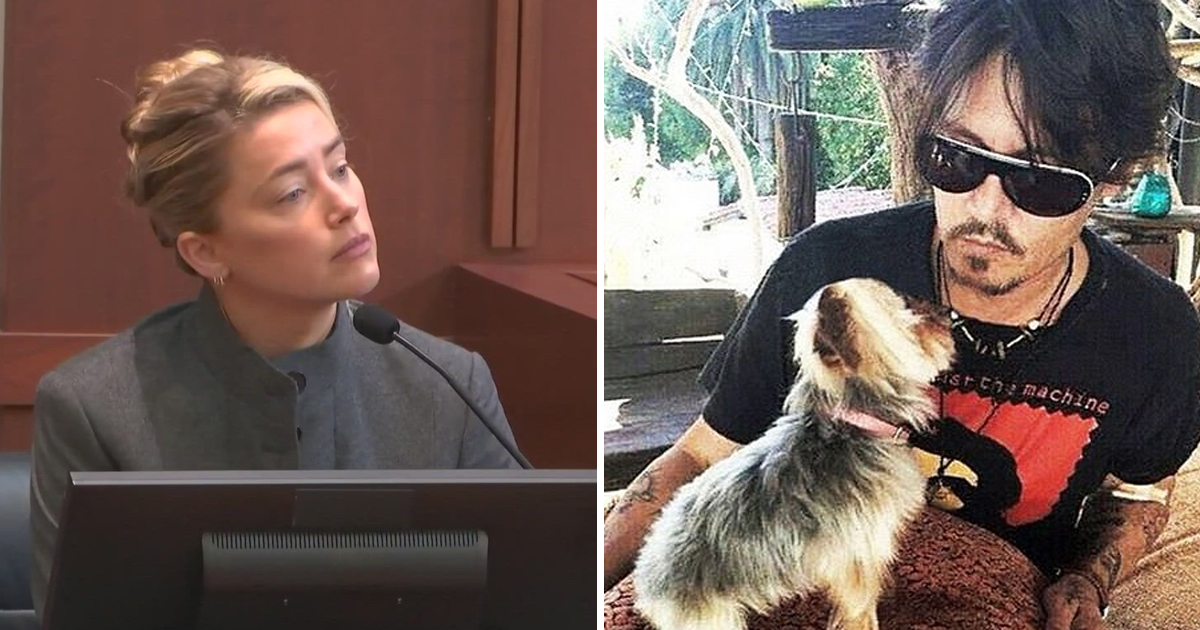 q5 5.jpg - EXCLUSIVE: Amber Heard Says It Was The Dog That 'Pooped' In Her & Johnny Depp's Marital Bed