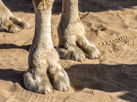 192 ラクダのつま先 の写真素材・ストックフォト - 123RF