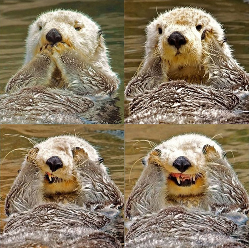 수달의 애교 “귀여운 미소와 달리 섬뜩한 이빨” - 천지일보 - 새 시대 희망언론