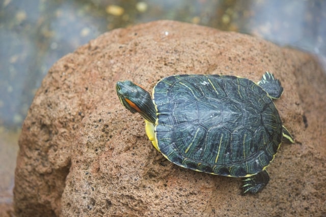 亀の【飼い方・種類・値段】について徹底解説!