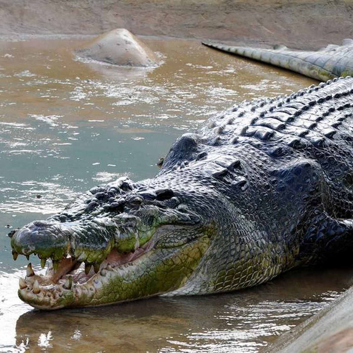 BREAKING: Heartbreak As 19ft Crocodile Cut Open After SWALLOWING Woman ...