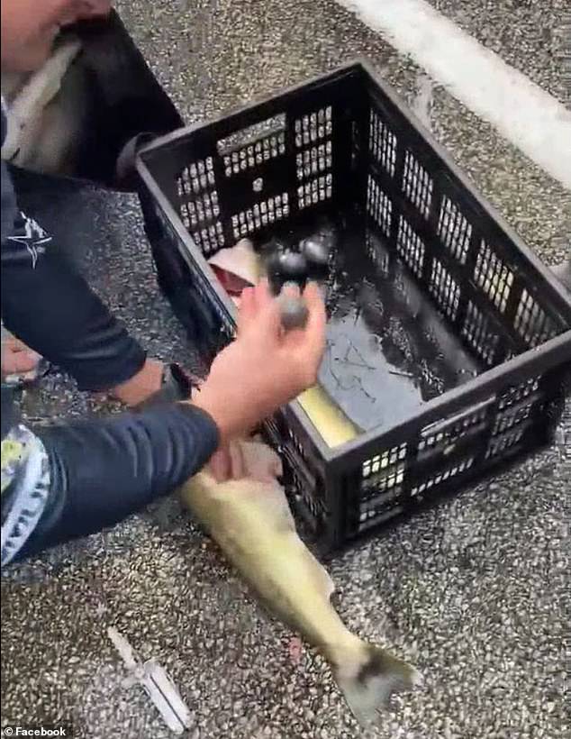 Chase Cominsky and Jake Runyon were stripped of their winning title after a tournament official discovered lead weights inside the fish they caught