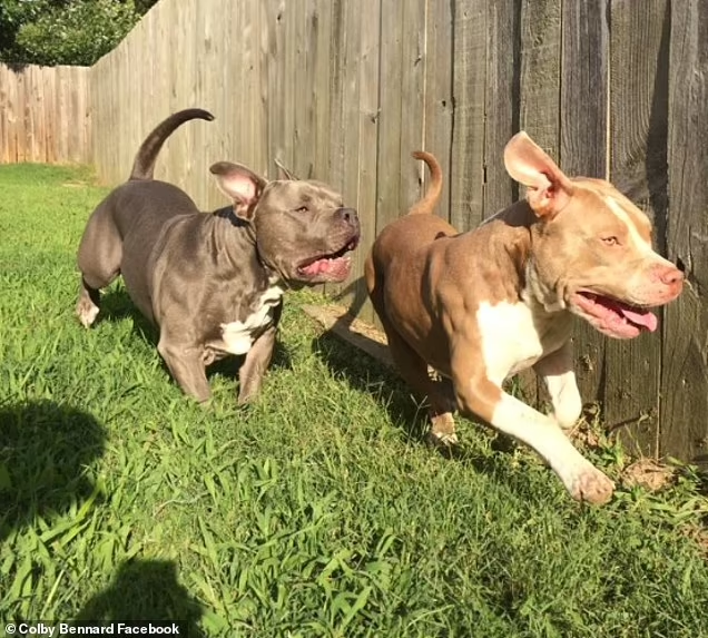 Two Family Dogs That Killed 2-Year-Old Girl And Her 5-Month-Old Brother ...