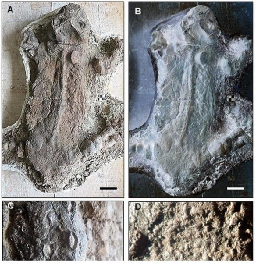 Fa3GqohWIAAh3sF.jpg 인류 이전 전세계를 장악했던 리스트로사우루스를 알아보자