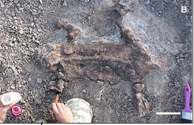 Fa3GStcWIAI7bu8.png 인류 이전 전세계를 장악했던 리스트로사우루스를 알아보자