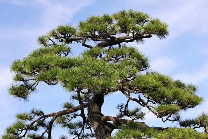 マツ／松／まつ - 語源由来辞典