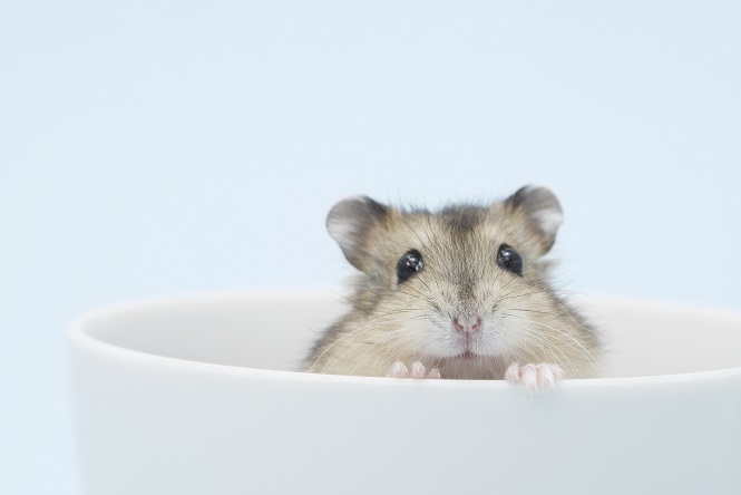 まとめ】ハムスターの飼い方完全ガイド！種類やごはん、お世話の ...